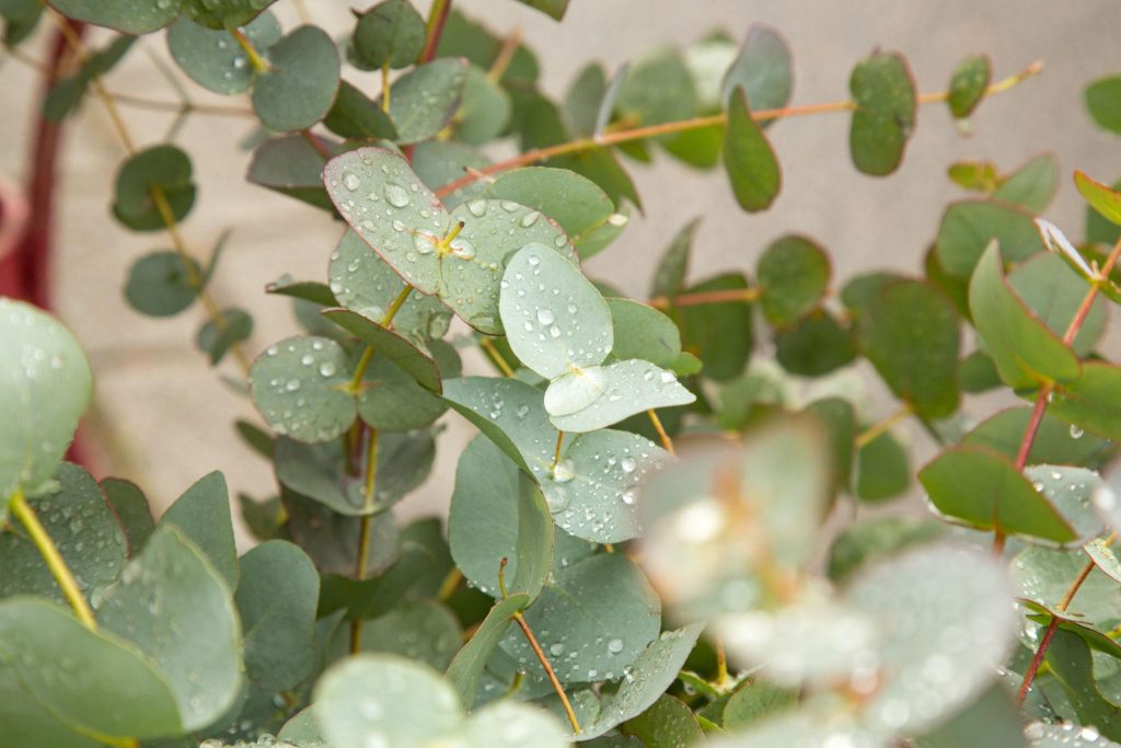 Eykalyptusplanze zum Öl