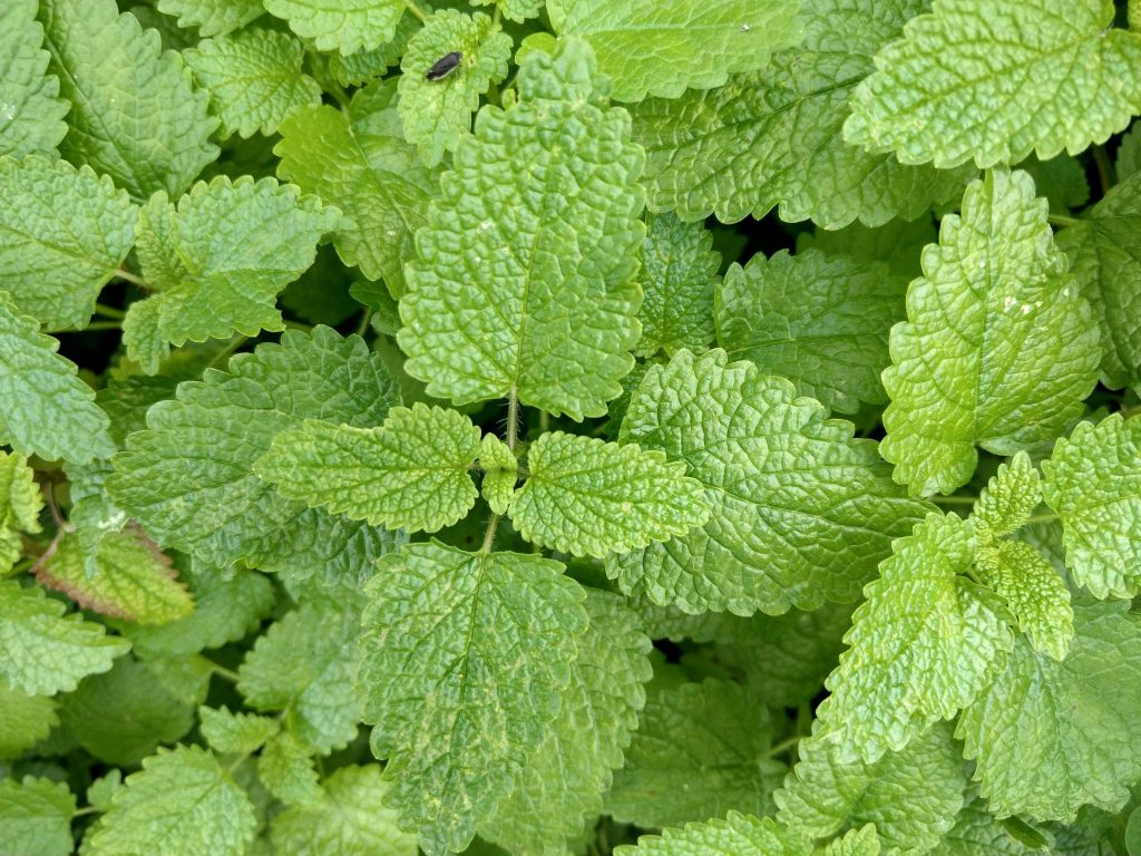 Melisse Melissengeist Öle