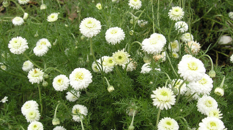 Römische Kamille