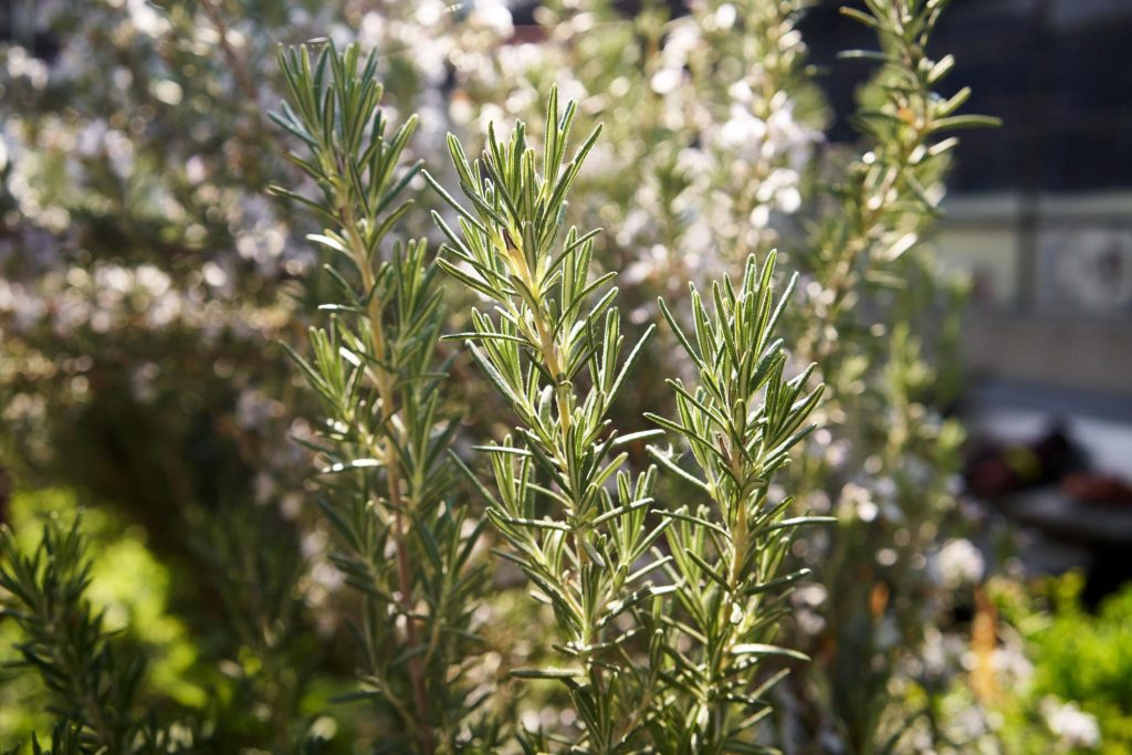 Rosmarien Rosemary