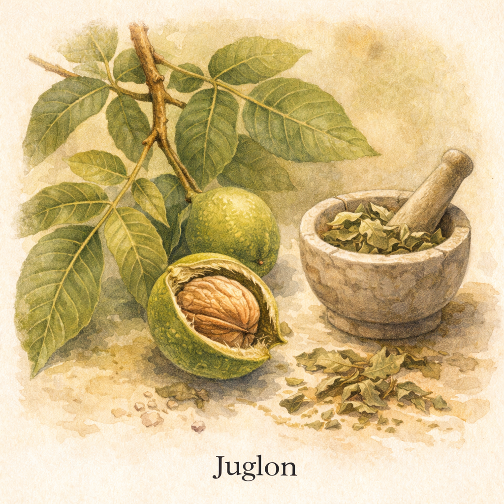 Juglon aus walnüssen