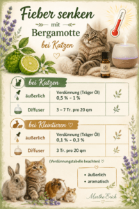 Fiebersenken bei Katzen